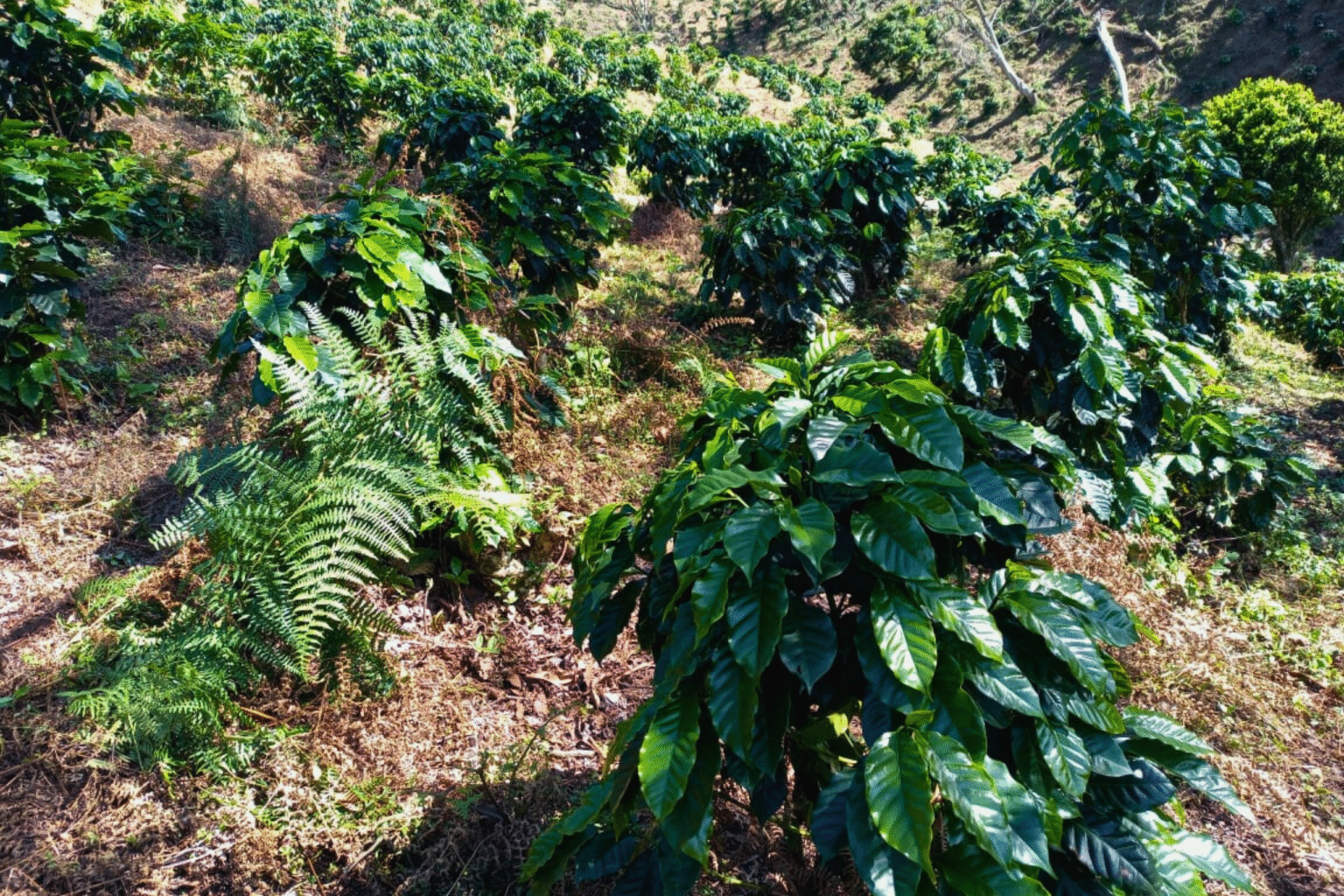 Finca El Cedral (2)