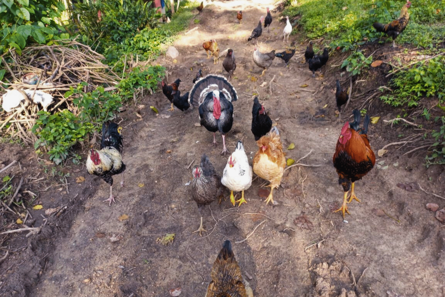 Finca El Cedral (3)