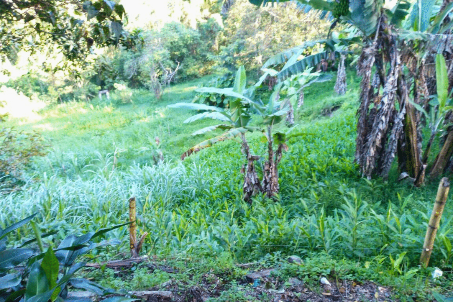 Finca El Cedral (4)
